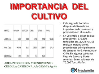 IMPORTANCIA  DEL CULTIVOEs la segunda hortaliza  después del tomate en importancia de consumo y producción en el mundo . En Colombia a pesar de que producimos  276,300 toneladas en 12,424 Ha . Se realizan importaciones procedentes principalmente  de Ecuador, Perú ,Venezuela y Chile .En algunos casos nos llega de Europa y Norte América. En un volumen de 70.000 Ton . Al año.AREA PRODUCCION Y RENDIMIENTOCEBOLLA CABEZONA .Año 200(Min Agric)