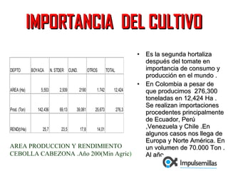 IMPORTANCIA  DEL CULTIVO Es la segunda hortaliza  después del tomate en importancia de consumo y producción en el mundo .  En Colombia a pesar de que producimos  276,300 toneladas en 12,424 Ha . Se realizan importaciones procedentes principalmente  de Ecuador, Perú ,Venezuela y Chile .En algunos casos nos llega de Europa y Norte América. En un volumen de 70.000 Ton . Al año. AREA PRODUCCION Y RENDIMIENTO CEBOLLA CABEZONA .Año 200(Min Agric ) 