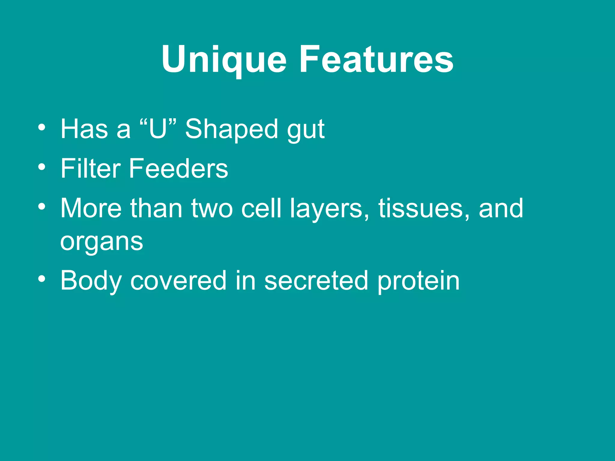 Unique Features Has a “U” Shaped gut Filter Feeders More than two cell layers, tissues, and organs Body covered in secreted protein 