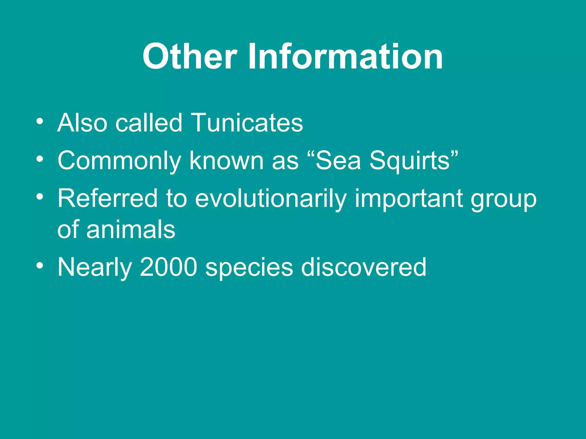Other Information Also called Tunicates Commonly known as “Sea Squirts” Referred to evolutionarily important group of animals Nearly 2000 species discovered 