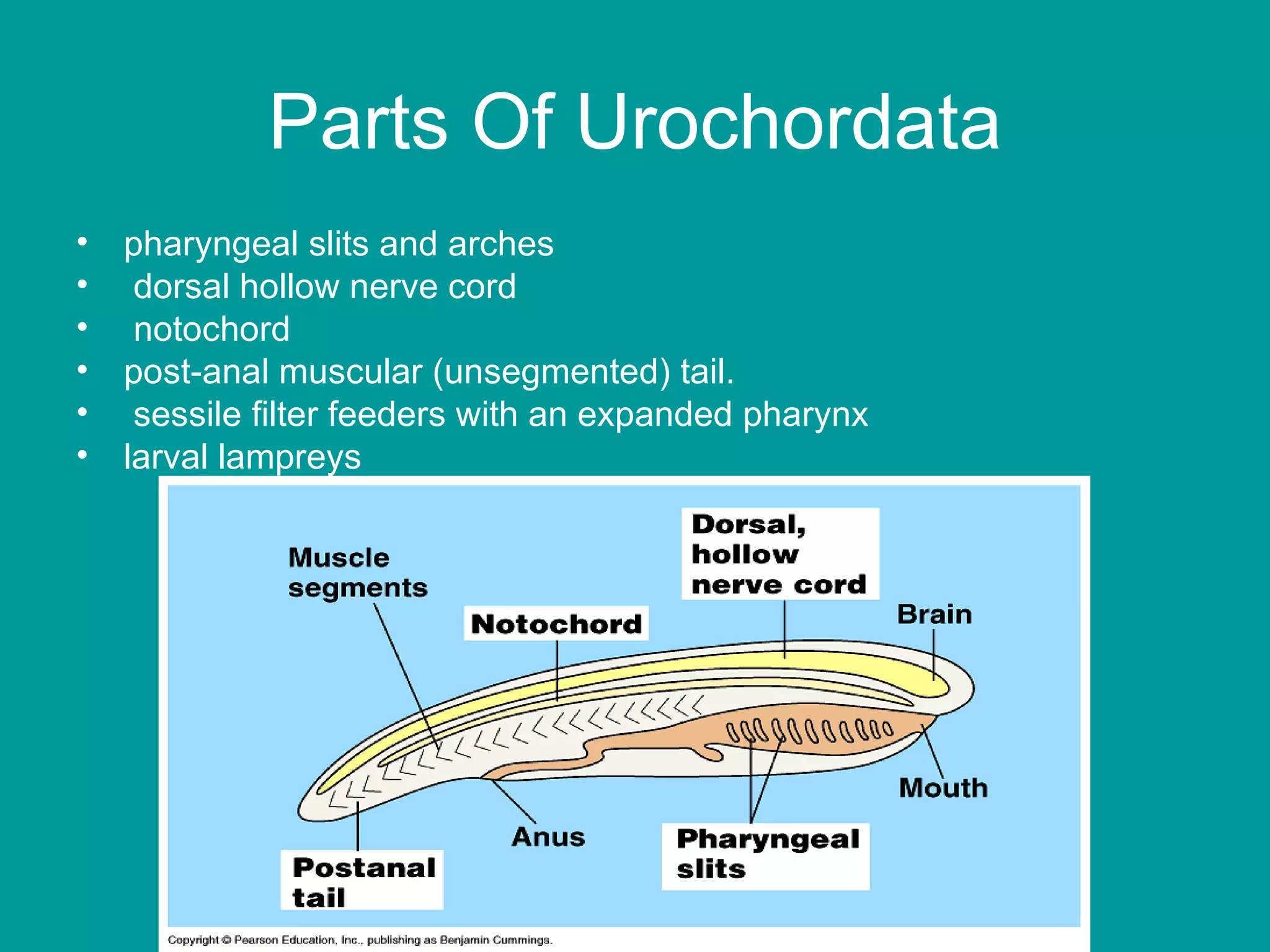 Parts Of Urochordata pharyngeal slits and arches dorsal hollow nerve cord notochord  post-anal muscular (unsegmented) tail.  sessile filter feeders with an expanded pharynx  larval lampreys 