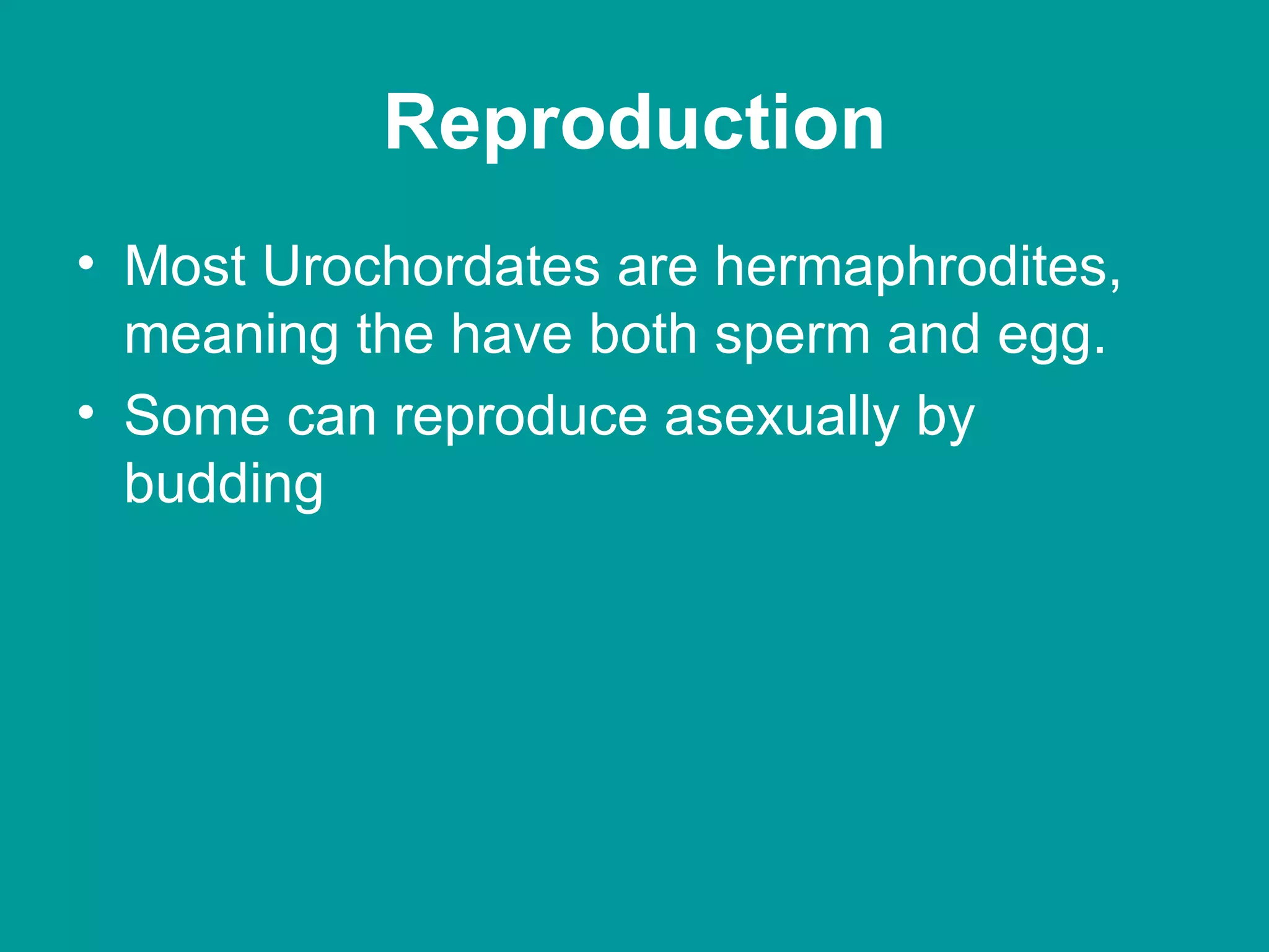Reproduction Most Urochordates are hermaphrodites, meaning the have both sperm and egg. Some can reproduce asexually by budding 