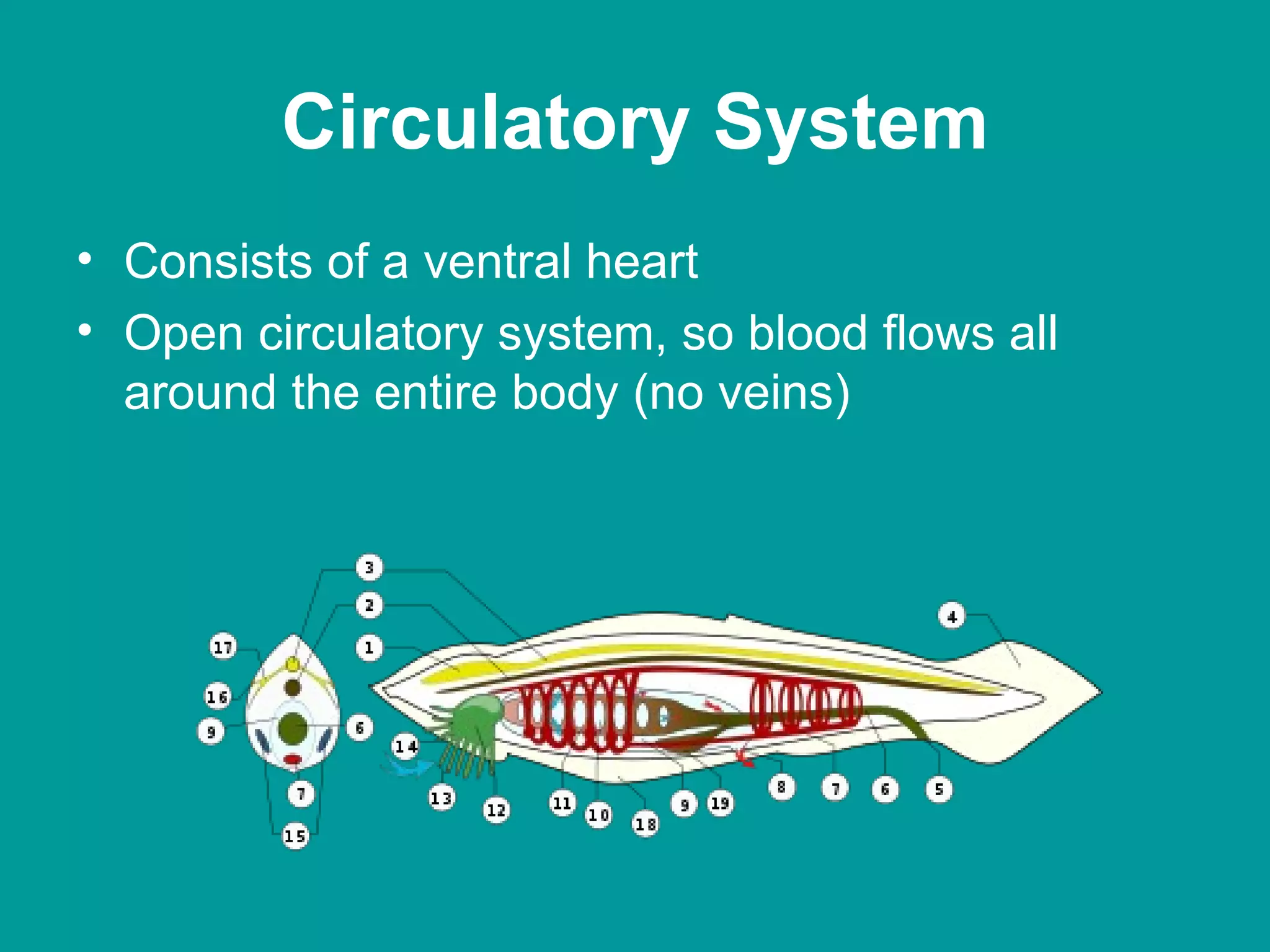 Circulatory System Consists of a ventral heart Open circulatory system, so blood flows all around the entire body (no veins) 
