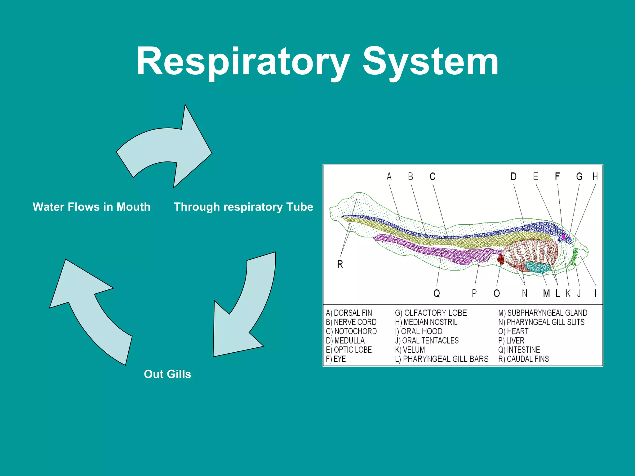 Respiratory System Through respiratory Tube Out Gills Water Flows in Mouth 