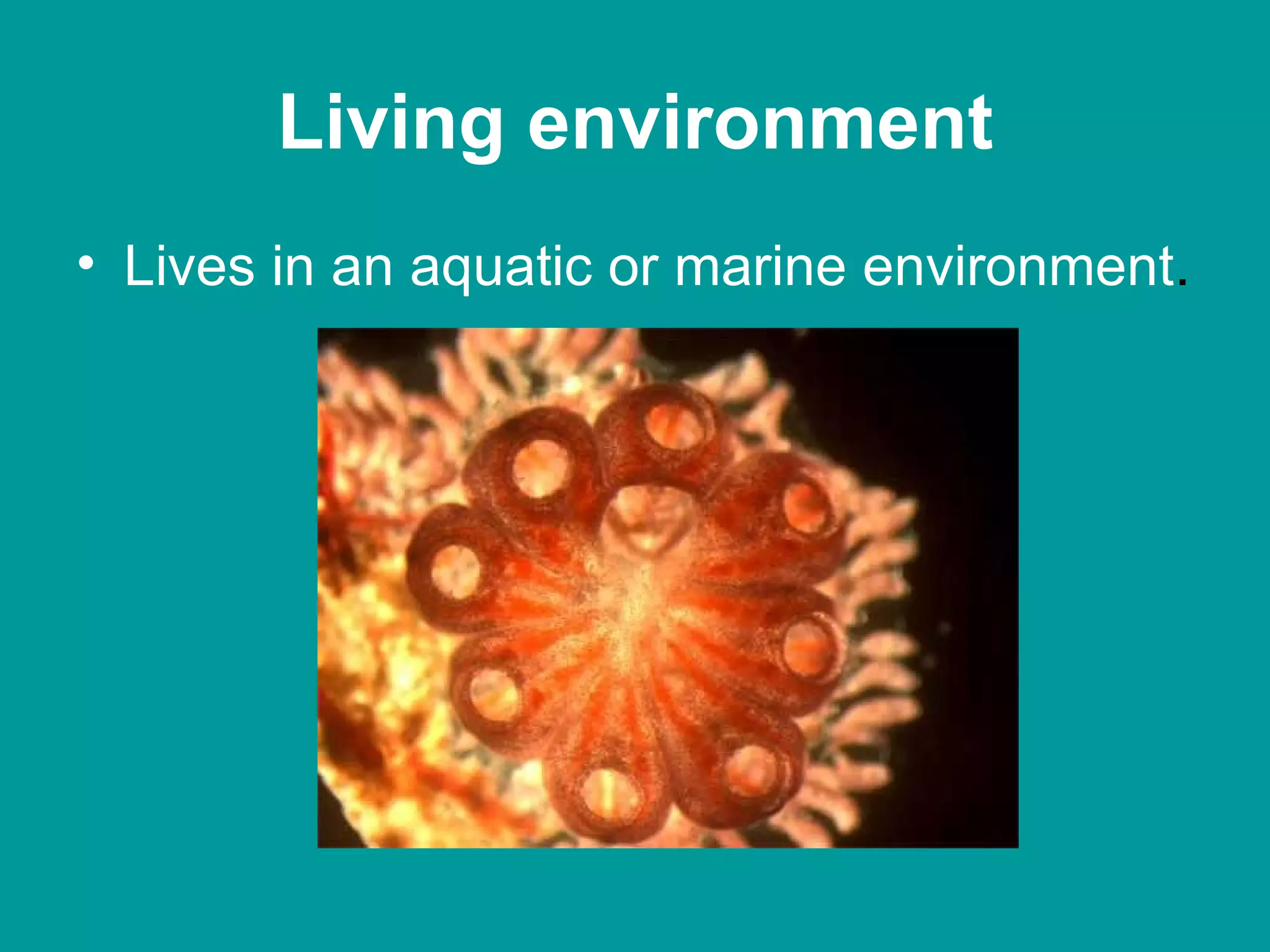 Living environment Lives in an aquatic or marine environment . 