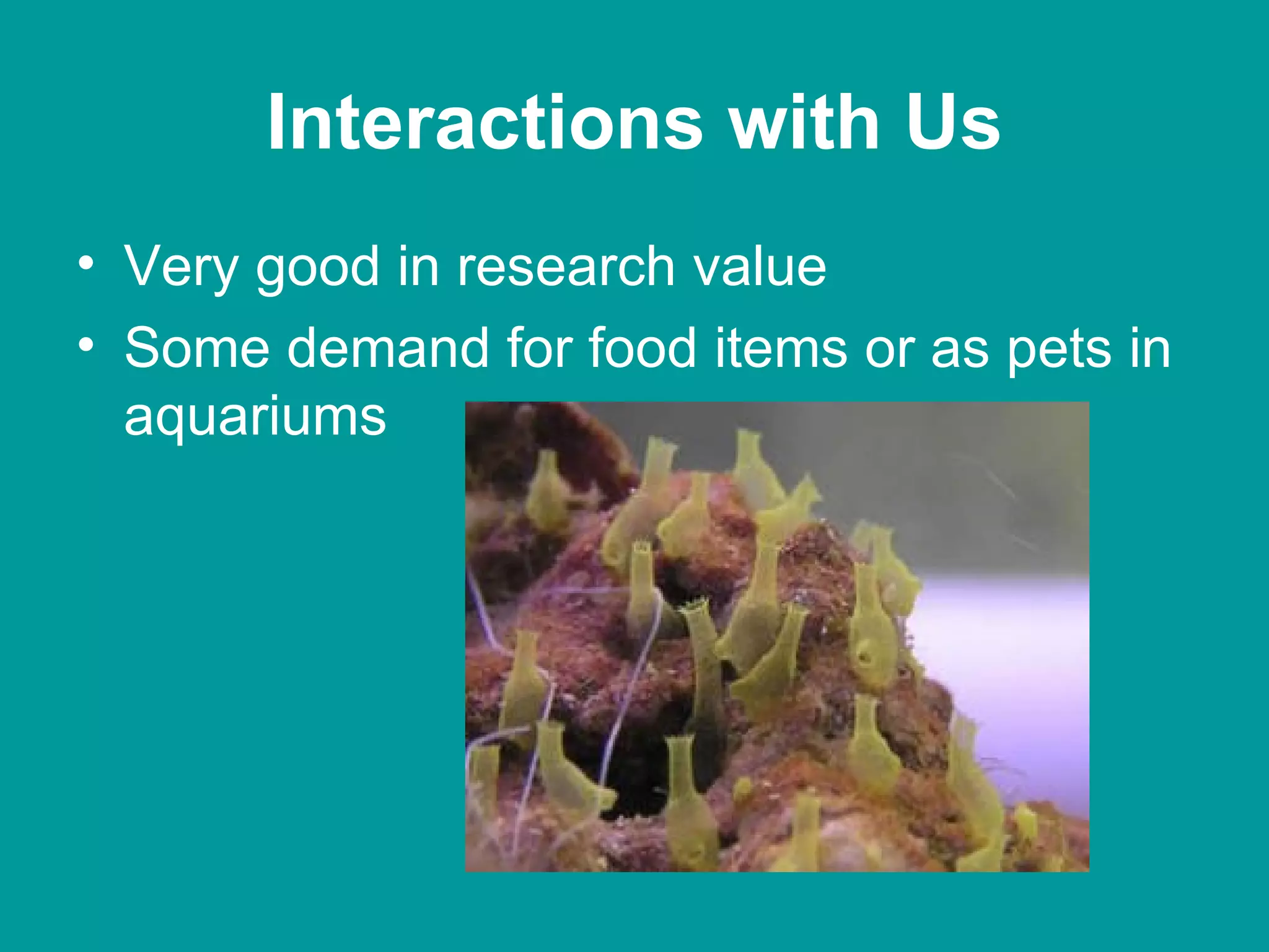 Interactions with Us Very good in research value Some demand for food items or as pets in aquariums 