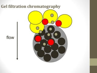 Gel filtration chromatography 
flow 
 