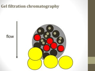 Gel filtration chromatography 
flow 
 