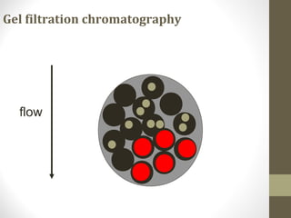 Gel filtration chromatography 
flow 
 