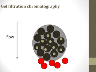 Gel filtration chromatography 
flow 
 