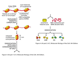 chromatin and nucleosome model of dna packaging | PPT