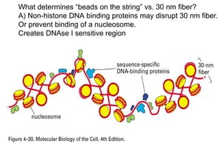 chromatin and nucleosome model of dna packaging | PPT