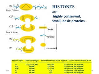 3-99 JHW
HISTONES
are
highly conserved,
small, basic proteins
H1
H2B
H2A
H3
H4
helix
variable
conserved
Linker histone
Core histones
N
 