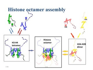 3-99 JHW
Histone octamer assembly
H3-H4
tetramer
H2A-H2B
dimer
Histone
octamer
 
