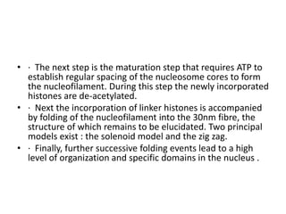 • · The next step is the maturation step that requires ATP to
establish regular spacing of the nucleosome cores to form
the nucleofilament. During this step the newly incorporated
histones are de-acetylated.
• · Next the incorporation of linker histones is accompanied
by folding of the nucleofilament into the 30nm fibre, the
structure of which remains to be elucidated. Two principal
models exist : the solenoid model and the zig zag.
• · Finally, further successive folding events lead to a high
level of organization and specific domains in the nucleus .
 