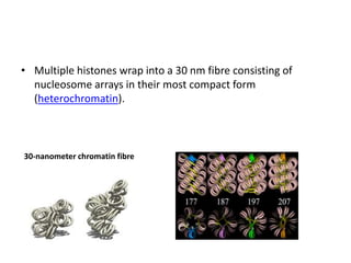 • Multiple histones wrap into a 30 nm fibre consisting of
nucleosome arrays in their most compact form
(heterochromatin).
30-nanometer chromatin fibre
 