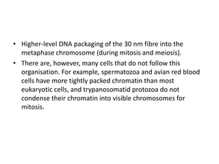 • Higher-level DNA packaging of the 30 nm fibre into the
metaphase chromosome (during mitosis and meiosis).
• There are, however, many cells that do not follow this
organisation. For example, spermatozoa and avian red blood
cells have more tightly packed chromatin than most
eukaryotic cells, and trypanosomatid protozoa do not
condense their chromatin into visible chromosomes for
mitosis.
 