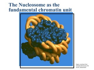 3-99 JHW
The Nucleosome as the
fundamental chromatin unit
Figure, courtesy from
Timothy Richmond, ETH
Zürich, Switzerland
 