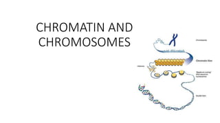 CHROMATIN AND
CHROMOSOMES
 
