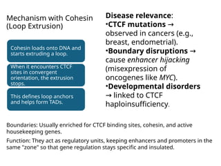Converging Loop Chromatin architecture (TADs, loops), phase separation in nuclear ...