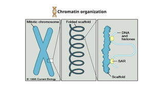 Chromatin organization and chromosome structure (2).pptx