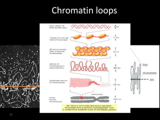 Chromatin structure 