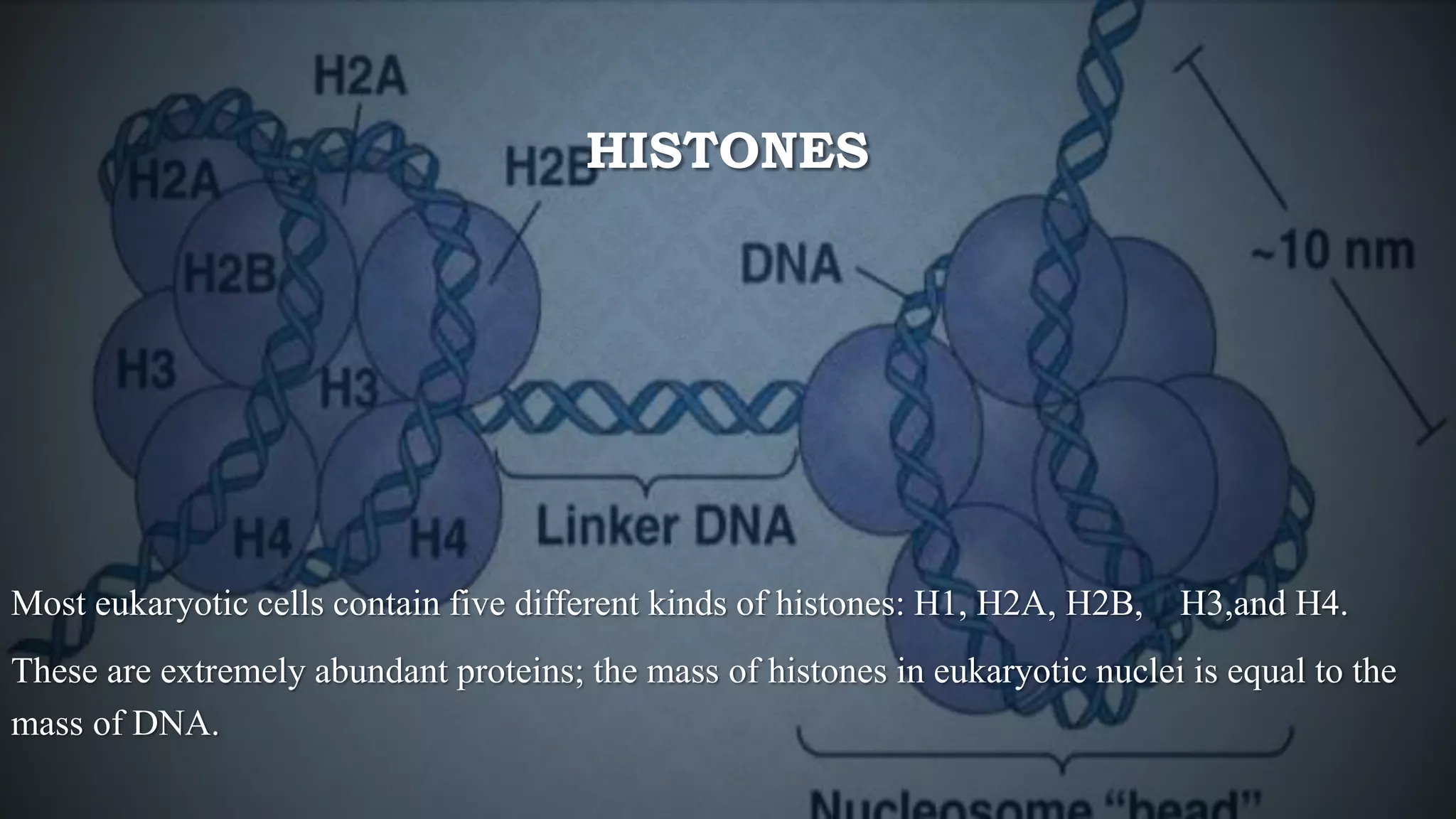 HISTONES
Most eukaryotic cells contain five different kinds of histones: H1, H2A, H2B, H3,and H4.
These are extremely abundant proteins; the mass of histones in eukaryotic nuclei is equal to the
mass of DNA.
 