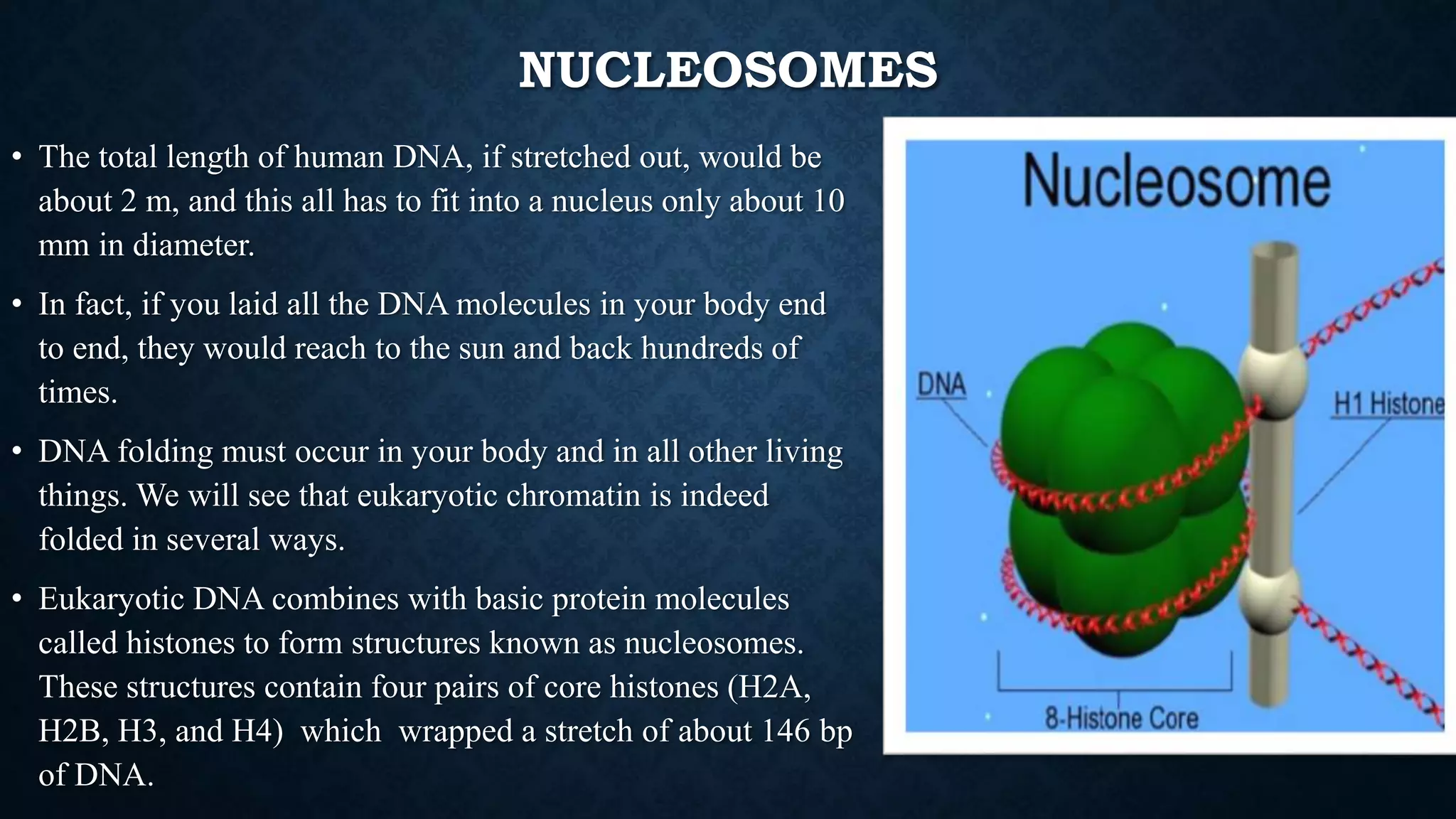 NUCLEOSOMES
• The total length of human DNA, if stretched out, would be
about 2 m, and this all has to fit into a nucleus only about 10
mm in diameter.
• In fact, if you laid all the DNA molecules in your body end
to end, they would reach to the sun and back hundreds of
times.
• DNA folding must occur in your body and in all other living
things. We will see that eukaryotic chromatin is indeed
folded in several ways.
• Eukaryotic DNA combines with basic protein molecules
called histones to form structures known as nucleosomes.
These structures contain four pairs of core histones (H2A,
H2B, H3, and H4) which wrapped a stretch of about 146 bp
of DNA.
 
