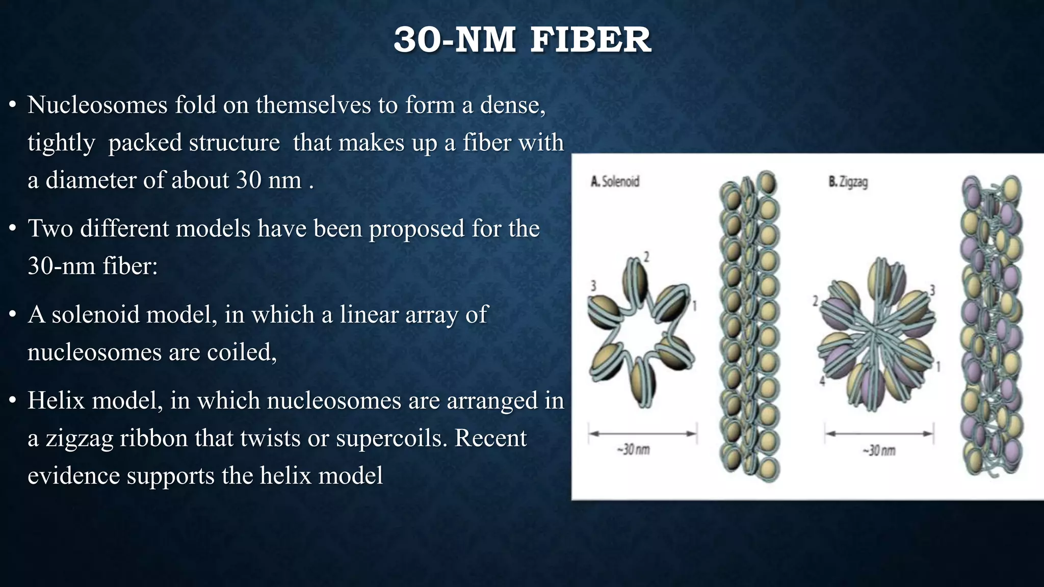 30-NM FIBER
• Nucleosomes fold on themselves to form a dense,
tightly packed structure that makes up a fiber with
a diameter of about 30 nm .
• Two different models have been proposed for the
30-nm fiber:
• A solenoid model, in which a linear array of
nucleosomes are coiled,
• Helix model, in which nucleosomes are arranged in
a zigzag ribbon that twists or supercoils. Recent
evidence supports the helix model
 