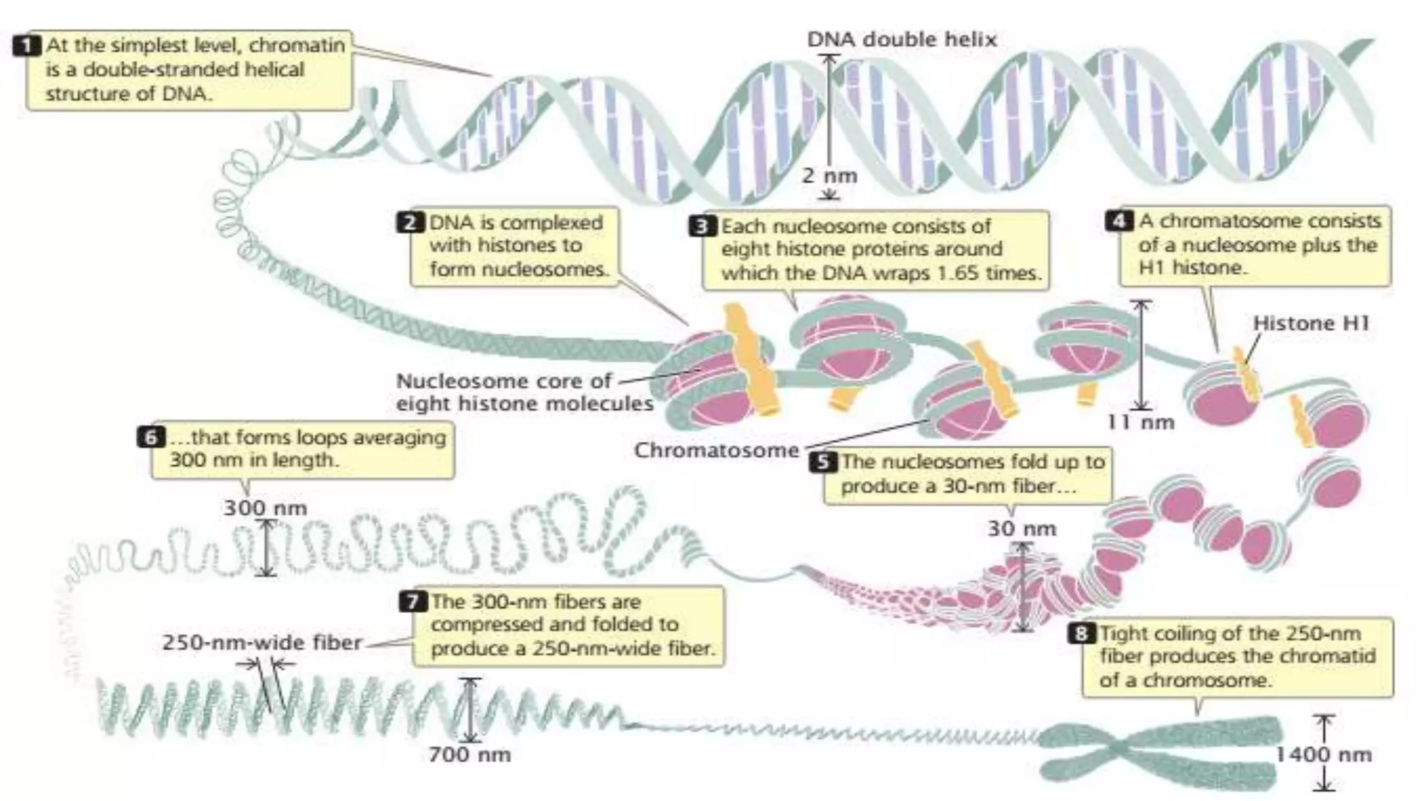 Chromatin structure