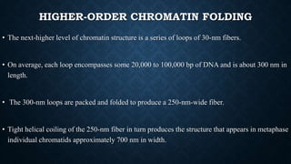 HIGHER-ORDER CHROMATIN FOLDING
• The next-higher level of chromatin structure is a series of loops of 30-nm fibers.
• On average, each loop encompasses some 20,000 to 100,000 bp of DNA and is about 300 nm in
length.
• The 300-nm loops are packed and folded to produce a 250-nm-wide fiber.
• Tight helical coiling of the 250-nm fiber in turn produces the structure that appears in metaphase
individual chromatids approximately 700 nm in width.
 