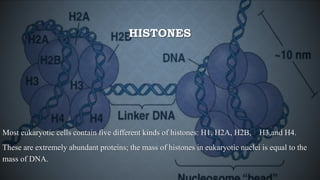 HISTONES
Most eukaryotic cells contain five different kinds of histones: H1, H2A, H2B, H3,and H4.
These are extremely abundant proteins; the mass of histones in eukaryotic nuclei is equal to the
mass of DNA.
 