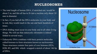 NUCLEOSOMES
• The total length of human DNA, if stretched out, would be
about 2 m, and this all has to fit into a nucleus only about 10
mm in diameter.
• In fact, if you laid all the DNA molecules in your body end
to end, they would reach to the sun and back hundreds of
times.
• DNA folding must occur in your body and in all other living
things. We will see that eukaryotic chromatin is indeed
folded in several ways.
• Eukaryotic DNA combines with basic protein molecules
called histones to form structures known as nucleosomes.
These structures contain four pairs of core histones (H2A,
H2B, H3, and H4) which wrapped a stretch of about 146 bp
of DNA.
 