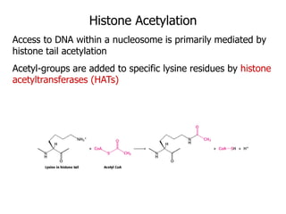 Histone Acetylation
Access to DNA within a nucleosome is primarily mediated by
histone tail acetylation
Acetyl-groups are added to specific lysine residues by histone
acetyltransferases (HATs)
 