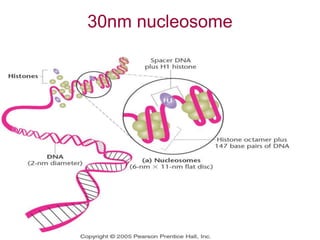 30nm nucleosome
 