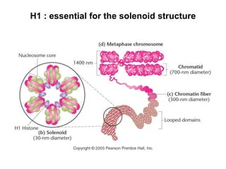 H1 : essential for the solenoid structure
 