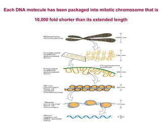 Each DNA molecule has been packaged into mitotic chromosome that is
10,000 fold shorter than its extended length
 
