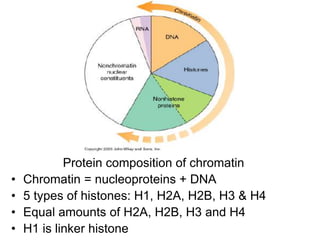 Protein composition of chromatin
• Chromatin = nucleoproteins + DNA
• 5 types of histones: H1, H2A, H2B, H3 & H4
• Equal amounts of H2A, H2B, H3 and H4
• H1 is linker histone
 