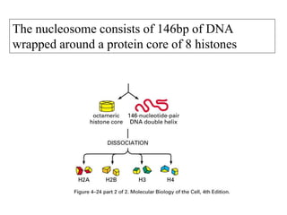 The nucleosome consists of 146bp of DNA
wrapped around a protein core of 8 histones
 