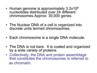 • Human genome is approximately 3.2x109
nucleotides distributed over 24 different
chromosomes.Approx: 30,000 genes.
• The Nuclear DNA of a cell is organized into
discrete units termed chromosomes.
• Each chromosome is a single DNA molecule.
• The DNA is not bare. It is coated and organized
by a wide variety of proteins.
• Collectively, the DNA and protein assemblage
that constitutes the chromosomes is referred to
as chromatin.
 
