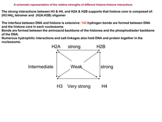 A schematic representation of the relative strengths of different histone-histone interactions
The strong interactions between H3 & H4, and H2A & H2B supports that histone core is composed of:
(H3:H4)2 tetramer and (H2A:H2B) oligomer
The interface between DNA and histone is extensive: 142 hydrogen bonds are formed between DNA
and the histone core in each nucleosome.
Bonds are formed between the aminoacid backbone of the histones and the phosphodiaster backbone
of the DNA.
Numerous hydrophilic interactions and salt linkages also hold DNA and protein together in the
nucleosome.
H2A strong H2B
Intermediate Weak strong
H3 Very strong H4
 