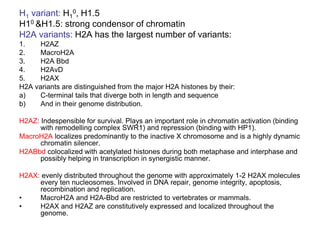 H1 variant: H1
0, H1.5
H10 &H1.5: strong condensor of chromatin
H2A variants: H2A has the largest number of variants:
1. H2AZ
2. MacroH2A
3. H2A Bbd
4. H2AvD
5. H2AX
H2A variants are distinguished from the major H2A histones by their:
a) C-terminal tails that diverge both in length and sequence
b) And in their genome distribution.
H2AZ: Indespensible for survival. Plays an important role in chromatin activation (binding
with remodelling complex SWR1) and repression (binding with HP1).
MacroH2A localizes predominantly to the inactive X chromosome and is a highly dynamic
chromatin silencer.
H2ABbd colocalized with acetylated histones during both metaphase and interphase and
possibly helping in transcription in synergistic manner.
H2AX: evenly distributed throughout the genome with approximately 1-2 H2AX molecules
every ten nucleosomes. Involved in DNA repair, genome integrity, apoptosis,
recombination and replication.
• MacroH2A and H2A-Bbd are restricted to vertebrates or mammals.
• H2AX and H2AZ are constitutively expressed and localized throughout the
genome.
 