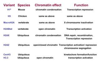 Variant Species Chromatin effect Function
H10 Mouse chromatin condensation Transcription repression
H5 Chicken same as above same as above
MacroH2A vertebrate same as above X chromosome inactivation
H2ABbd vertebrate open chromatin Transcription activation
H2AX Ubiquitous chromatin condensation DNA repair, recombination,
Transcription repression
H2AZ Ubiquitous open/closed chromatin Transcription activation/ repression
chromosome segregation
CenH3 Ubiquitous kinetochore formation/function
H3.3 Ubiquitous open chromatin transcription activation
 