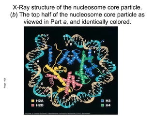 X-Ray structure of the nucleosome core particle.
(b) The top half of the nucleosome core particle as
viewed in Part a, and identically colored.
Page
1426
 