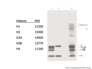 Histone MW
H1 21500
H3 15400
H2A 14000
H2B 13770
H4 11340
Allison, Fundamental Molecular Biology
A
B
 