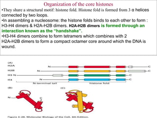 Organization of the core histones
•They share a structural motif: histone fold. Histone fold is formed from 3 α helices
connected by two loops.
•In assembling a nucleosome: the histone folds binds to each other to form :
H3-H4 dimers & H2A-H2B dimers. H2A-H2B dimers is formed through an
interaction known as the “handshake”.
•H3-H4 dimers combine to form tetramers which combines with 2
H2A-H2B dimers to form a compact octamer core around which the DNA is
wound.
 