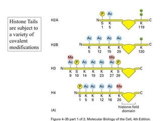 Histone Tails
are subject to
a variety of
covalent
modifications
 