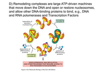 D) Remodeling complexes are large ATP-driven machines
that move down the DNA and open or restore nucleosomes,
and allow other DNA-binding proteins to bind, e.g., DNA
and RNA polymerases and Transcription Factors
 