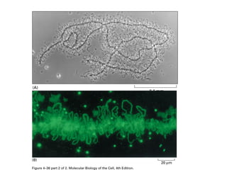 Phase-contrast and fluorescent micrographs of lampbrush
chromosomes
 