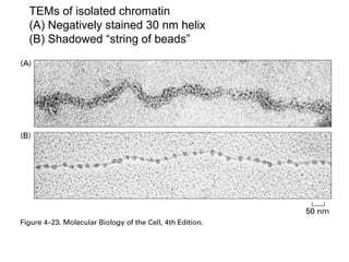 TEMs of isolated chromatin
(A) Negatively stained 30 nm helix
(B) Shadowed “string of beads”
 